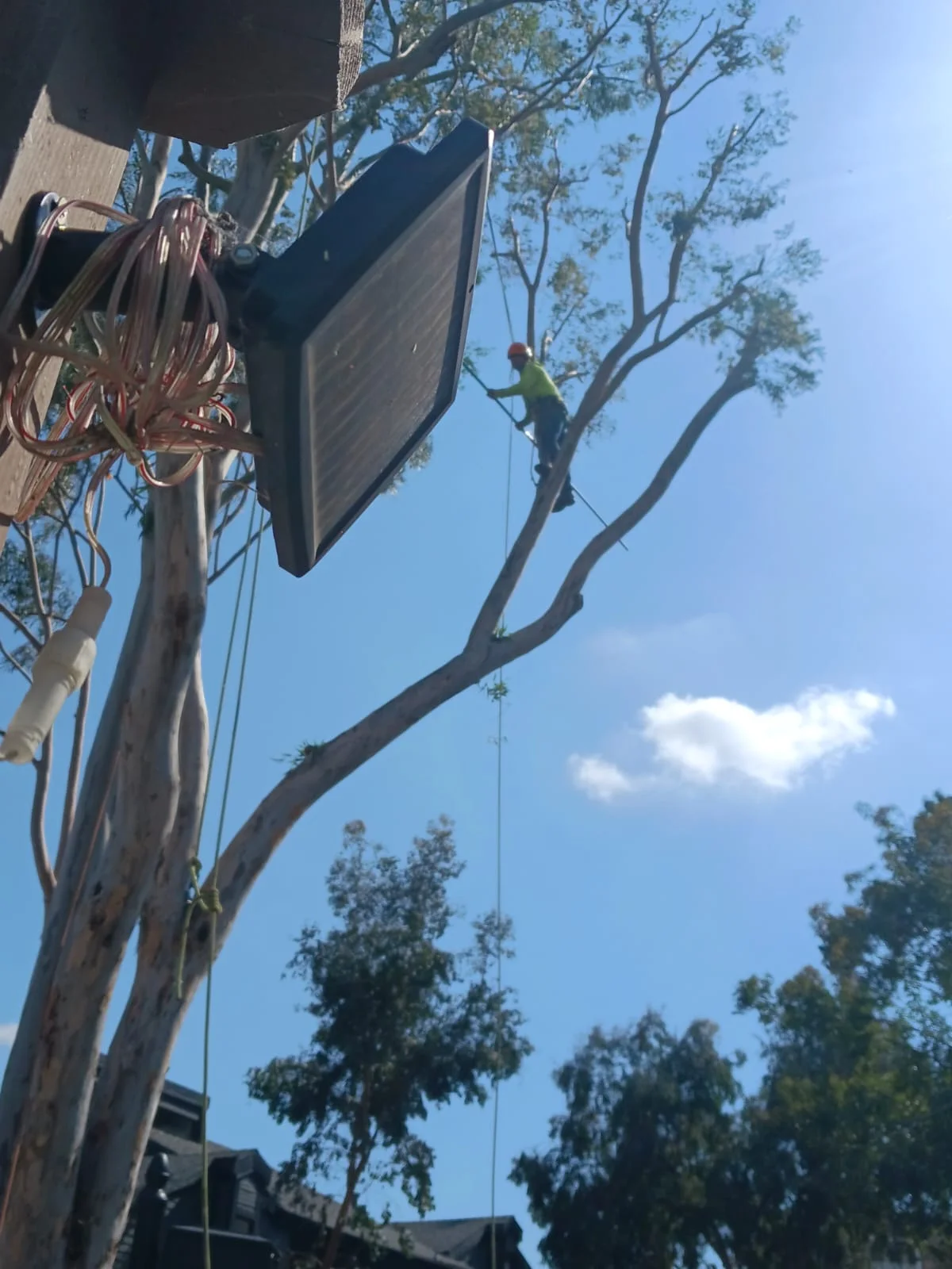 Tree work at height from the business’s Google owner collection